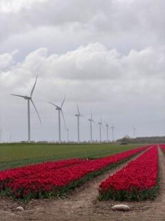 tulipánové pole v Holandsku